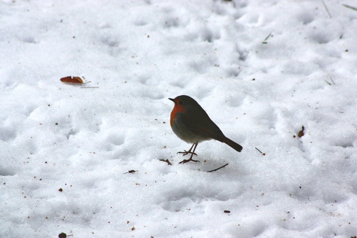 Dalla finestre...nella neve.